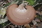 berkenzwam (piptoporus betulinus) 7388